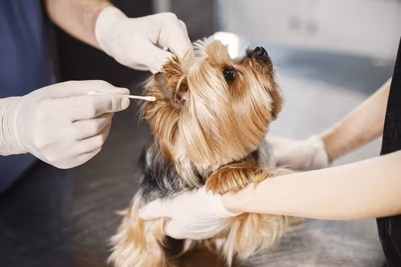 Choosing a Local Barnet Clinic for Clearer Hearing and Less Fuss: An ear care appointment Ear care for Choosing a Local Barnet Clinic for Clearer Hearing and Less Fuss - Details About Barnet: Private Microsuction E...